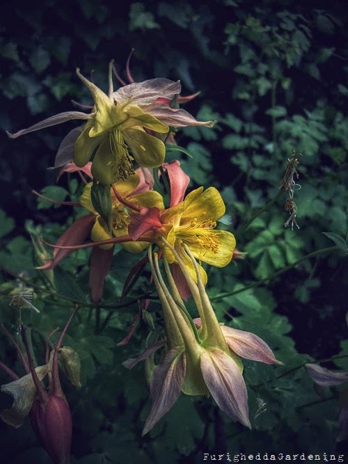 columbine perennial plant Aquilegia