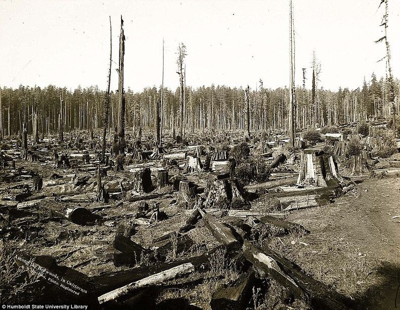lumberjacks-redwood-0