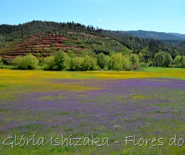 Glória Ishizaka - flores do campo 3