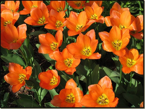 Tulips at Sissinghurst