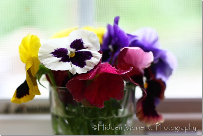 The Last of the Pansies