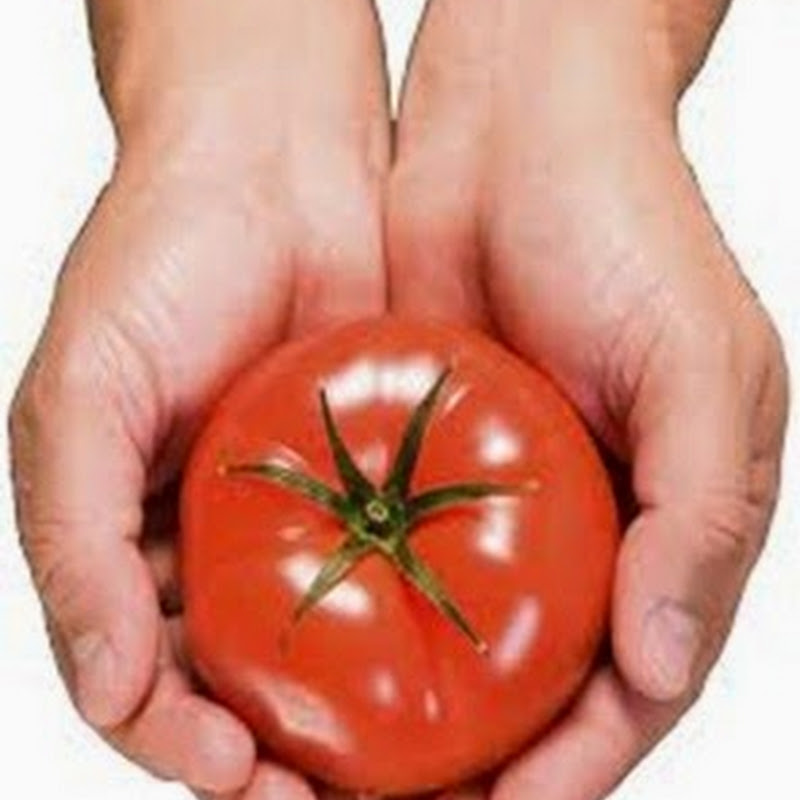 Imagine life without tomatoes?