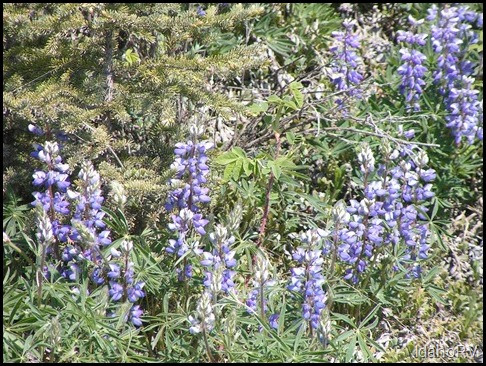 Lupines-In-Bloom-2