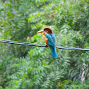 White-throated Kingfisher