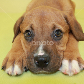 Monroe by Sharon Scholtes - Animals - Dogs Portraits