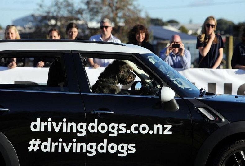 driving-dogs-2