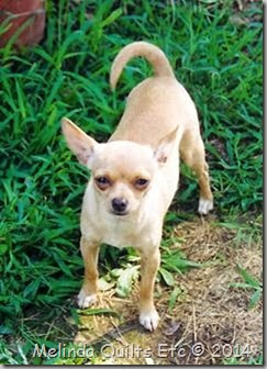 Chihuahua 1