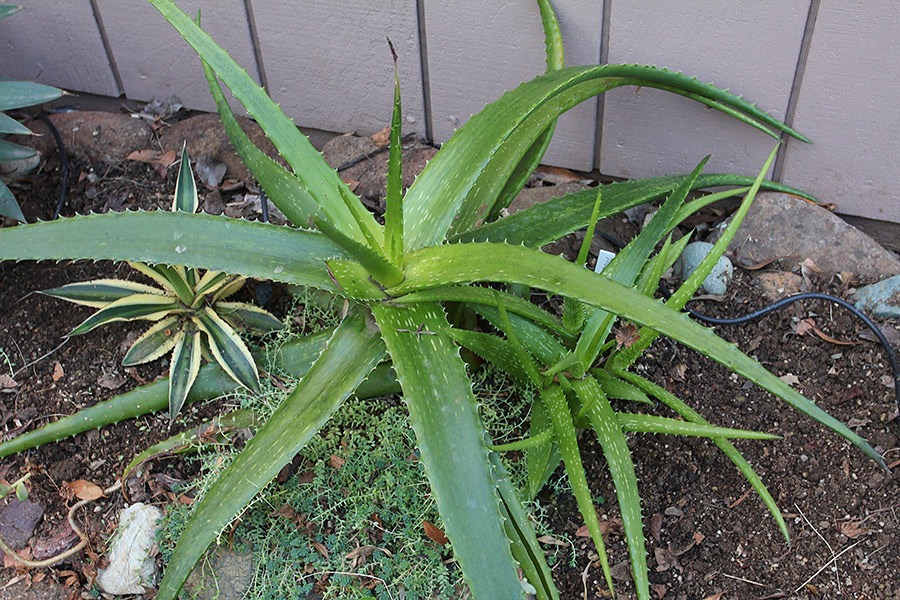 [120127_Aloe-cameronii-x-maculata%255B6%255D.jpg]