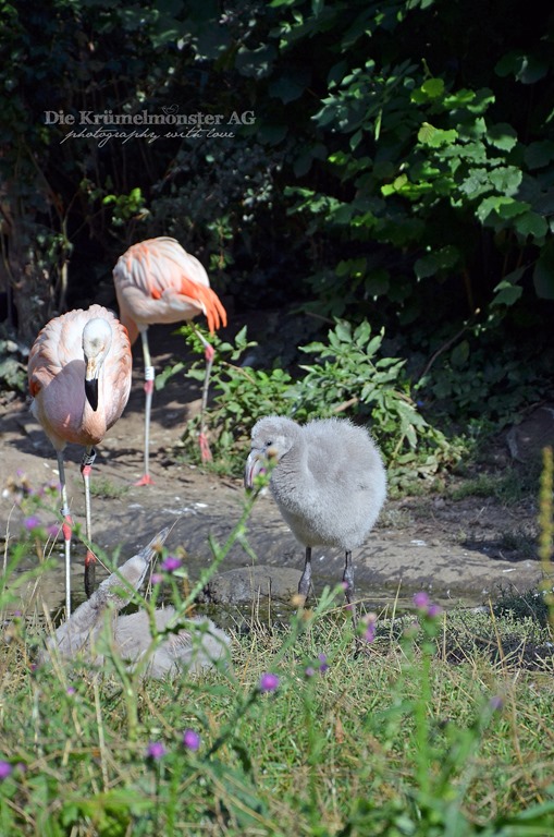 [Zoo-Frankfurt-Flamingo-150813-24.jpg]
