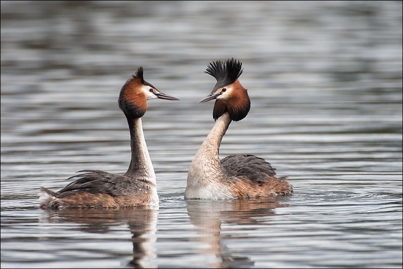 Great Crested Grebe courtship