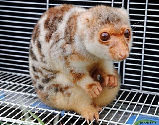 [Chinese_Chupacabra_1%255B10%255D.jpg]