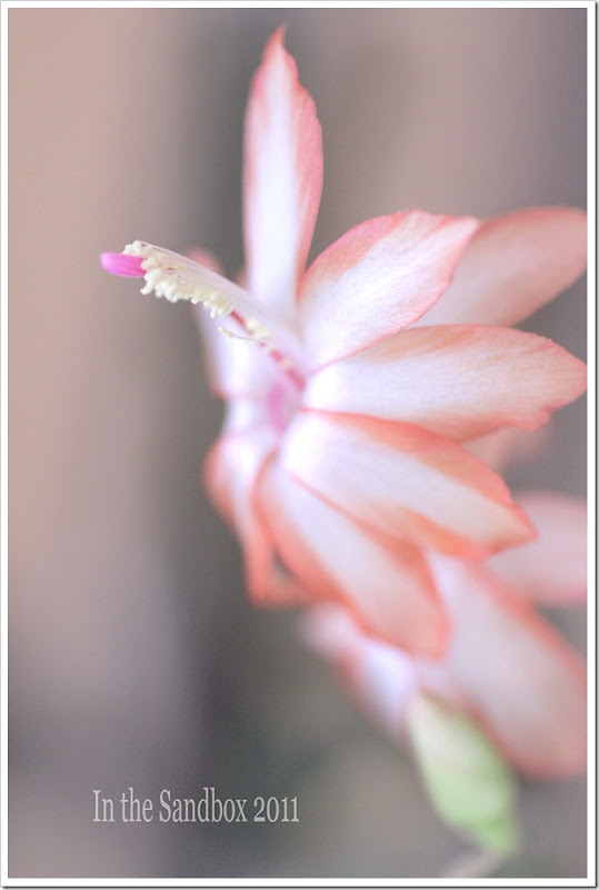 Christmas Cactus soft