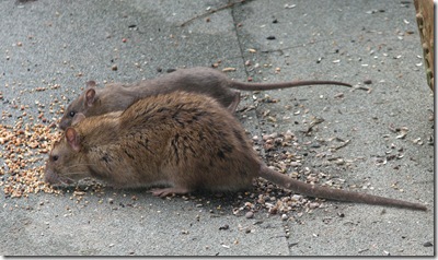 20120217 Rat 6