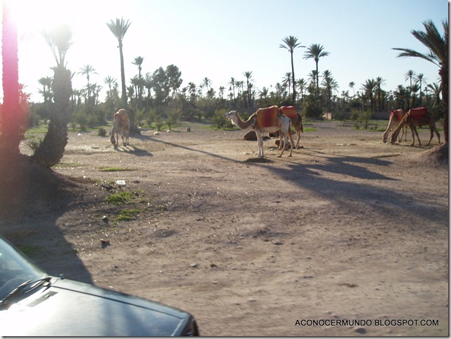 El Palmeral-PC060165