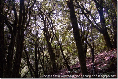 048 Garajonay-El Cedro 048 Garajonay-El Cedro