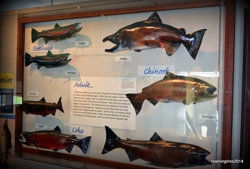 Salmon Display