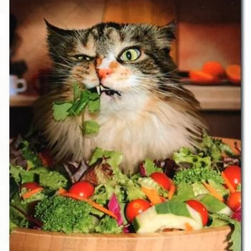 Kucing Ini Vegetarian
