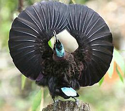 Bird of paradise (burung surga) bird of paradise