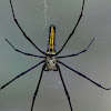 Female Giant Wood Spider