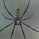 Female Giant Wood Spider
