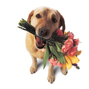 [perros%2520con%2520flor%2520%25284%2529%255B2%255D.jpg]