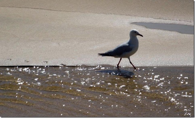 gull on beach-1