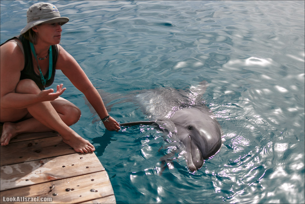 LookAtIsrael.com - Фото путешествия по Израилю | Дельфиний риф в Эйлате. Дельфинарий | Dolphins reef in Eilat | דולפינריום באילת