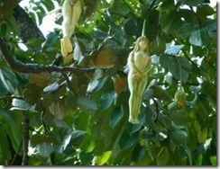Narilatha-flower-Flower-in-the-Shape-of-Naked-woman-women-shaped-Flower-300x230 Narilatha-flower-Flower-in-the-Shape-of-Naked-woman-women-shaped-Flower-300x230