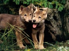 Cuccioli di lupo