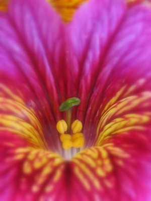 tina marie flower photography