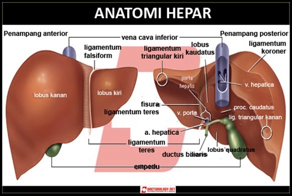 63+ Gambar Organ Hati Dan Bagian Bagiannya Paling Hist 63+ Gambar Organ Hati Dan Bagian Bagiannya Paling Hist