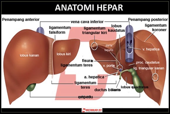 Organ Hati dalam Sistem Ekskresi pada Manusia