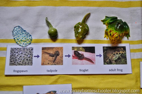 Life Cycle of a Frog, Printable and Mini Figures