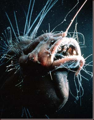 Amazing Animals Pictures Angler Fish (10)