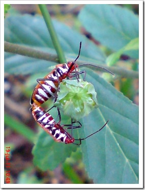 Dysdercus cingulatus (Red Cotton Bug) Mating