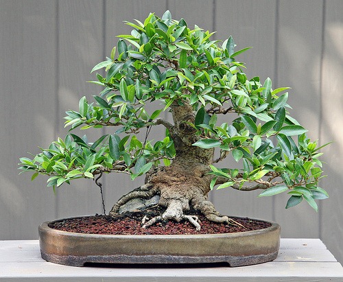 [ficus-bonsai%255B3%255D.jpg]