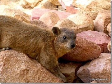 Rock badger, coney, at Haibar, tb052004807