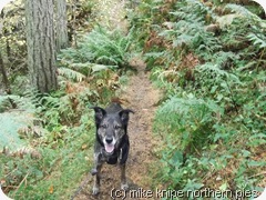 dog in hudeshope woods