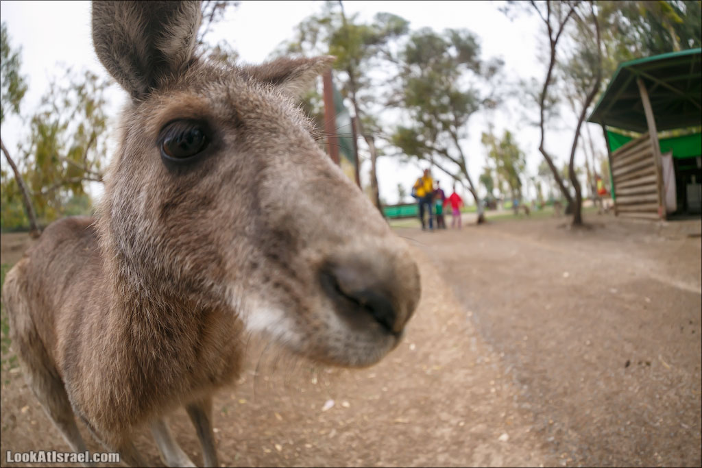 Ган Гуру - парк с кенгуру и другими австралийскими животными | Gan Guru | גן גורו | LookAtIsrael.com - Фото путешествия по Израилю