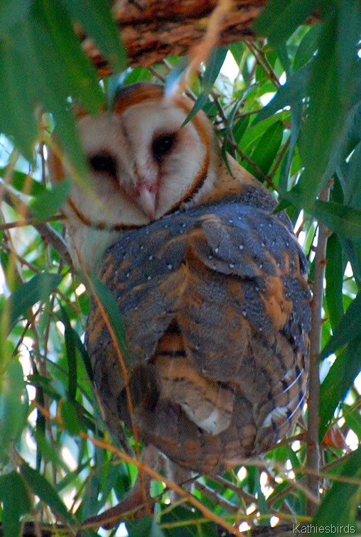1. Barn Owl-kab