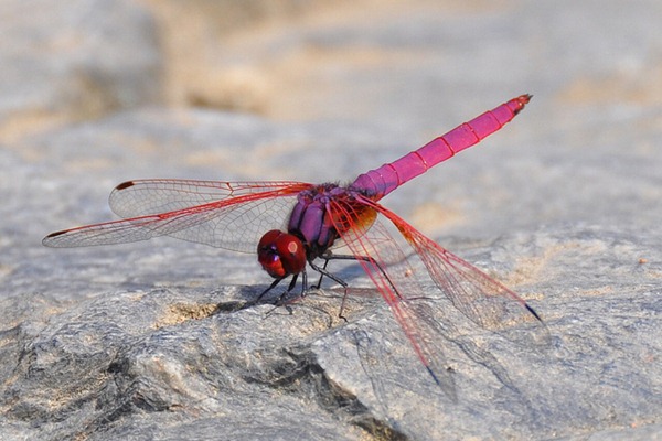 Pink Dragonflies_01