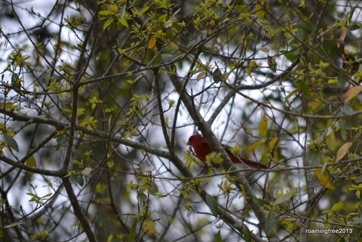 Cardinal