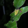 Cupreous Bollworm