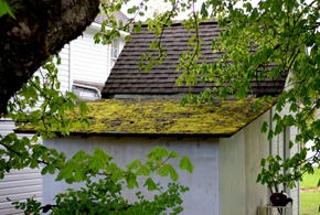 lots of mossy roofs in this part of Oregon