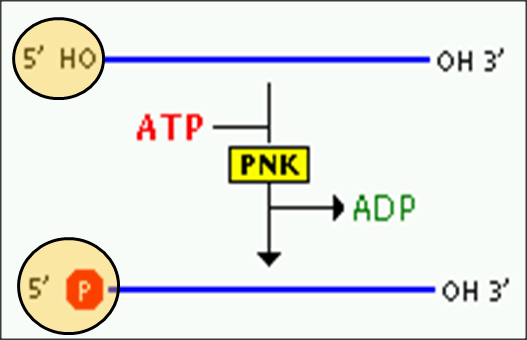 [PolynucleotidekinaseinrDNAtechnology.png]