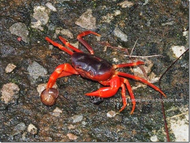 crab_purple_body_red_pincers_borneo
