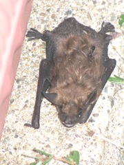 bat1