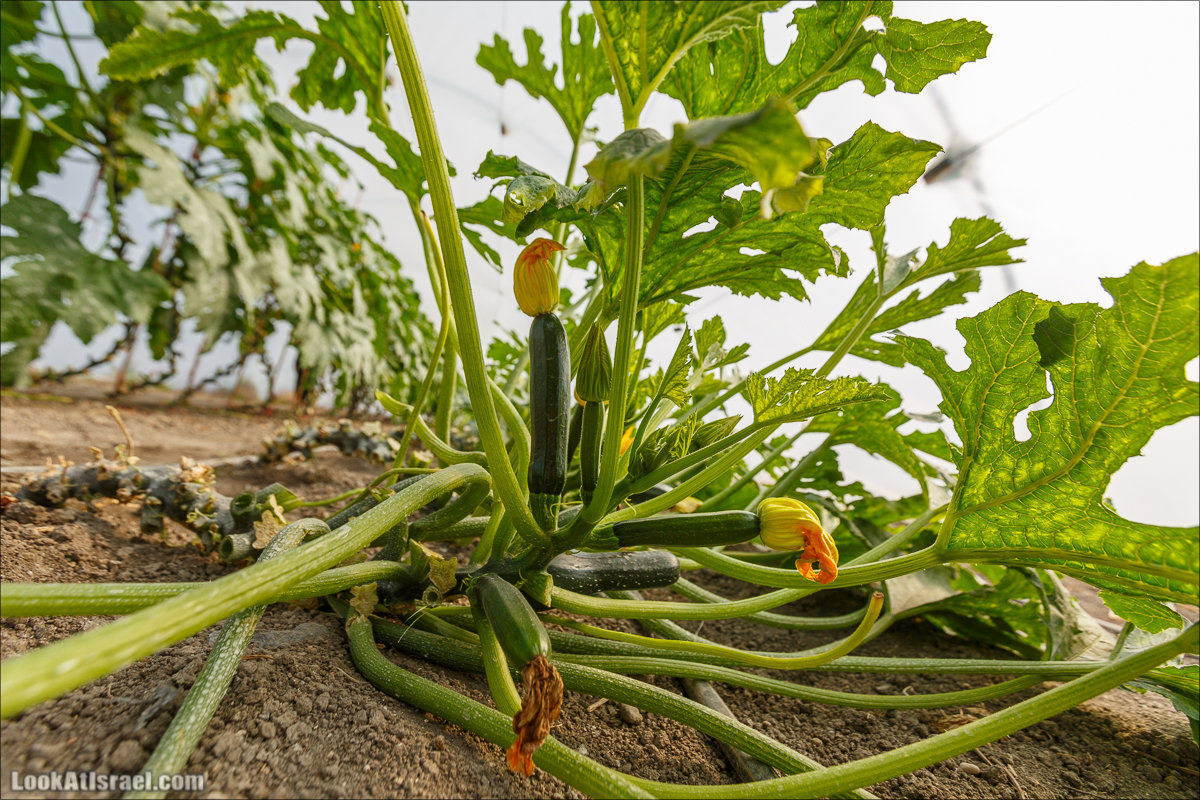 Сельскохозяйственная школа Хава бе-Эден | Hava be-Eden farm | LookAtIsrael.com - Фото путешествия по Израилю | חווה בעדן