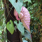 Aristolochia grandiflora