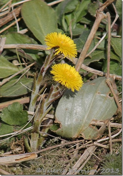 40-coltsfoot